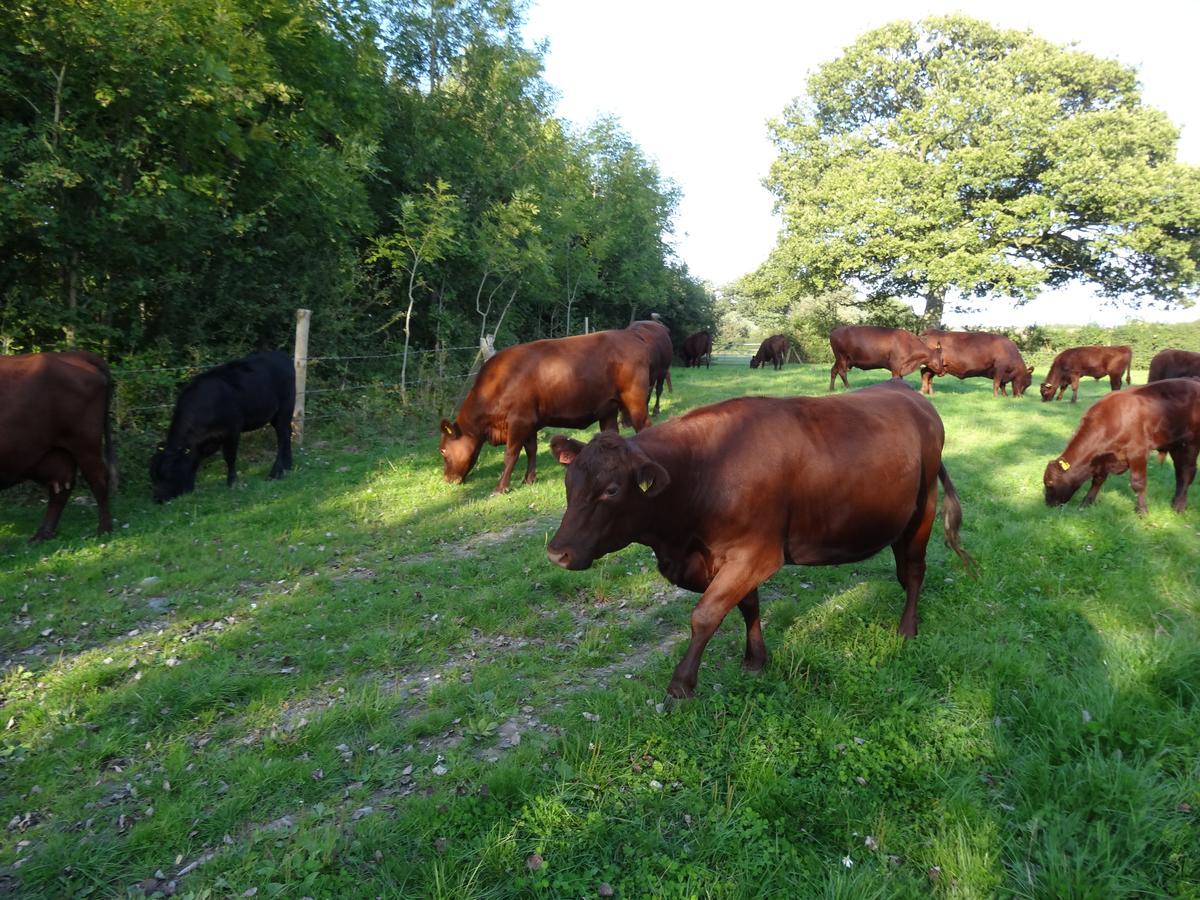 Moors Farmhouse Bed & Breakfast East Knoyle Bagian luar foto